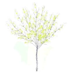 Homeford Direct Homeford Acrylic Wheat Spray, 5-Inch, 12-Count (Apple Green)