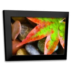 ArtDirect - Paulson, Don 18x13 Black Modern Framed Art Print Titled: Smooth rocks and fall-colored maple leaf
