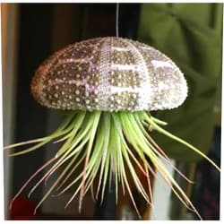 Handmade Hanging air plant jellyfish - Sea urchin w/Air plant hanging jellyfish - Beach home decor - Wedding decor - Unique gift