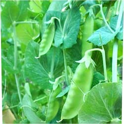 Generic 120 Mammoth Melting Sugar Pod Pea Seeds for Planting Heirloom Organic Non GMO 1 Ounce of Seeds Snow Pea Garden Vegetable Bulk Survival
