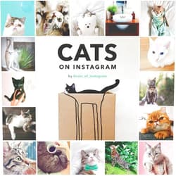 By @cats_of_instagram (Author) Cats on Instagram