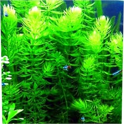 MARCUS FISH TANKS Hornwort Ceratophyllum Live Aquarium Plant Planted Tank Beginner - Buy 2 Get 1