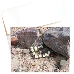 Mozaic Studio Micro Daisies — Death Valley's Desert Bloom (Box of 8)
