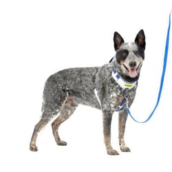 PetSafe Easy Walk Comfort No-Pull Dog Harness Full-Body Padding - Better Walks on The First Use - 5 Points of Adjustment Medium/Large, Blue