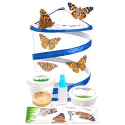 Nature Gift Store Live Butterfly Kit: Shipped with 5 Painted Lady Caterpillars Now- Pop Up Cage