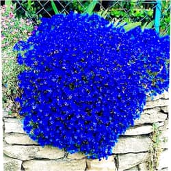 QAUZUY GARDEN 250 Dark Blue Rock Cress Aubrieta Seeds - Cascade Flower Seeds Perennial Showy Lawn Cover/Groundcover Drought Tolerant Low-Maintenace