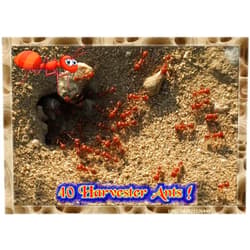 Insectsales.com Live Ants for Ant Farms with Free Ant Food (40 Healthy Western Harvester Ants) (Ants + Ant Food)