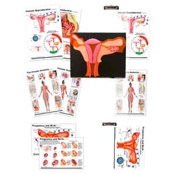 Blue Tree Publishing Female anatomy, Pregnancy and birth, Female Reproductive chart with insert clipboard and extra Uterus model