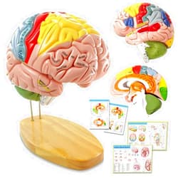 HADWYN 2024 Newest Human Brain Model for Neuroscience Teaching with Labels 1.5 Times Life Size Anatomy Model for Learning Science Classroom Study Display Medical Model,9 Colors to Identify Brain Functions