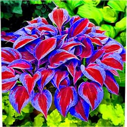 QAUZUY GARDEN 200 Purple Hosta Seeds Perennial Attractive Fragrant Hosta Plantaginea Bonsai Seed for Garden Yard Decoration, Attract Pollinators