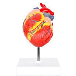 Axis Scientific 2-Part Life-Size Canine Heart Anatomy Model - Detailed Canine Heart Anatomy Model for Veterinarians, Teachers, Students -Includes Study Guide - Durable and Realistic