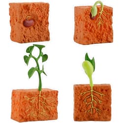 XUJIQI 4 PCS Farm Plant Life Cycle Model Figure Set Plants Grown Toy Simulation Educational PVC Plant Growth Cycle Model for for 5 6 7 8 Year Old Boys Girls Kid Toddlers (Green)