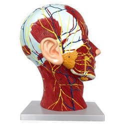 Boutvar Human Half Head Superficial Neurovascular Model with Musculature, Life Size Anatomical Head Model for Medical Biology Anatomy Education, Face Anatomy Medical Brain Neck Median Section Study Model