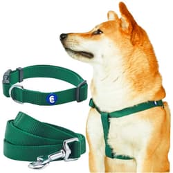 Blueberry Pet Essentials Matching Dog Collar Leash Harness Set in Verdant Green, Adjustable Classic Solid Color Nylon Collar with Harness & 5 ft Leash for Medium Dogs