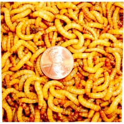 Surmen Legacy Bulk Live Mealworms - 2000 Count Bird Predator Foods