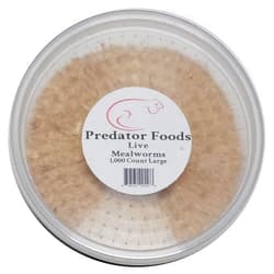 Predator Foods Bulk Live Mealworms - 1,000 Count (Large - ~.75