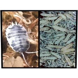 Critters Direct Dairy Cow Isopods (Qty-10) & Springtails (8 oz Seeding Cuture) Combo Package, for Amphibian/Reptile/Invertebrate Bioactive Habitats