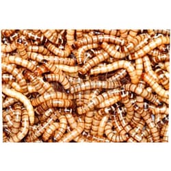 Animal Specialties Superworms 100 - Animal Specialties Brand - Live Superworms Kingworms