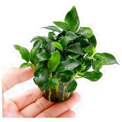 Marcus Fish Tanks Anubias Nana Petite Live Aquarium Plants Potted Freshwater Auatic Plant Buy 2 Get 1 Extra