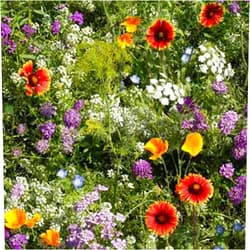 Mountain Valley Seed Company Low Growing Wildflower Seed Mix - 4 g Packet ~6000 Seeds - Mix of Annual & Perennial Wild Flower Garden Seeds