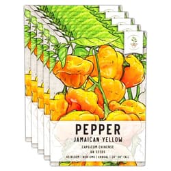 Seed Needs, Yellow Jamaican Hot Pepper Seeds - 60 Heirloom Seeds for Planting Capsicum chinense - Non-GMO & Untreated - Great for Indoor/Outdoor Gardens (5 Packs)