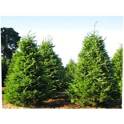 Treeseedsplus Tree Seeds - 30 Seeds of Balsam Fir, Abies balsamea (Fragrant Hardy Evergreen, Bonsai)