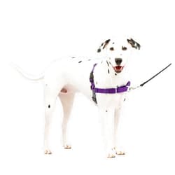 PetSafe Easy Walk No-Pull Dog Harness - The Ultimate Harness to Help Stop Pulling - Take Control & Teach Better Leash Manners - Helps Prevent Pets Pulling on Walks, Medium/Large, Deep Purple/Black
