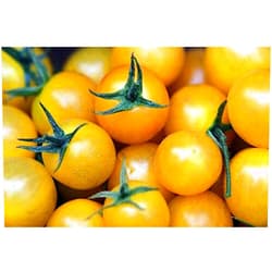 Golden Sweet Cherry Tomato High yields of Small Yellow Cherry Tomatoes Good(25 - Seeds)