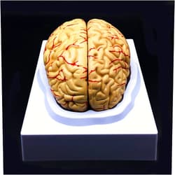 XINDAM Human Brain Model, Anatomically Accurate Brain Model Life Size Human Brain Anatomy for Science Classroom Study Display Teaching Medical Model