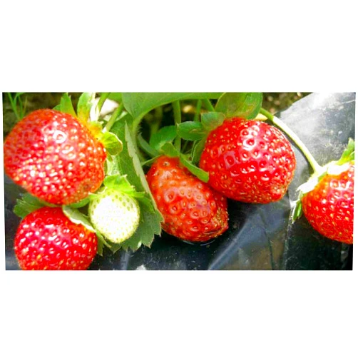 Hirt's Gardens Seascape Everbearing Strawberry 10 Bare Root Plants - Best Flavor