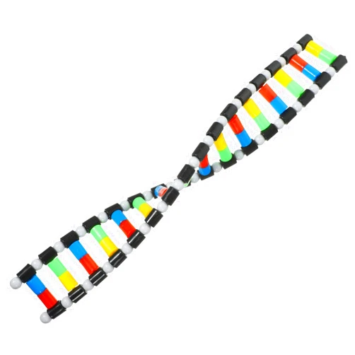 BESPORTBLE Teaching Aids Model - DNA Double Helix Structure Model Kit for Easy Assembly Science Classroom Supplies Educational DNA Structure Learning for Home and School