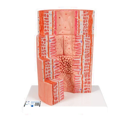 3B Scientific K23 3B MICROanatomy Digestive Tract - 3B Smart Anatomy