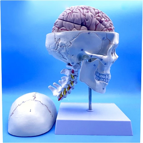 QSMYS Human Skull and Brain with Cervical Vertebra Anatomy Model, Life Size Anatomical Model for Science Classroom Study Display Teaching