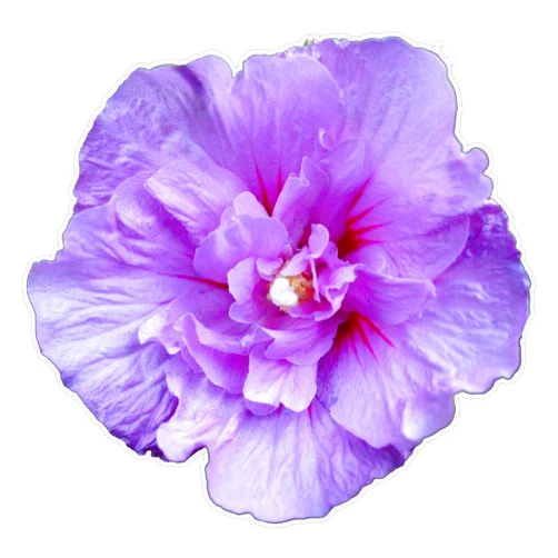 EMC Graphics Purple Hibiscus Flower Vinyl Waterproof Sticker Decal Car Laptop Wall Window Bumper Sticker 5