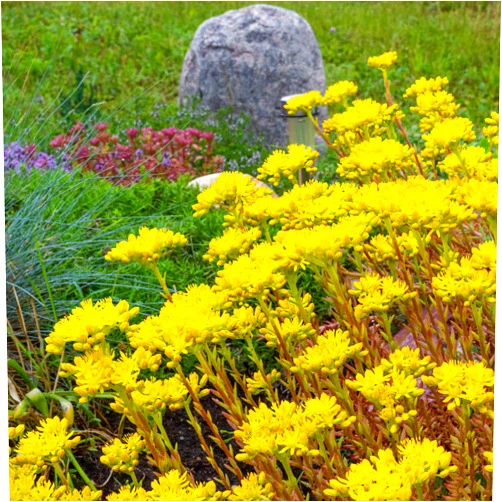 Outsidepride Ellacombianum Sedum Seeds - 2000 Pcs Perennial Ground Cover Seeds for Planting, Cold-Hardy & Heat-Tolerant Succulent Plants, Ideal for Rock Gardens, Containers, and Xeriscaping