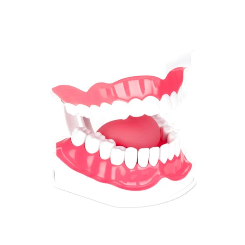 Practicon Dental Hygiene Model with Moveable Tongue, 2X Life Size Demonstration Teeth Model, for Teaching Brushing, Flossing to Kids, Students, Patients, Dentist Office and Classroom Dental Education