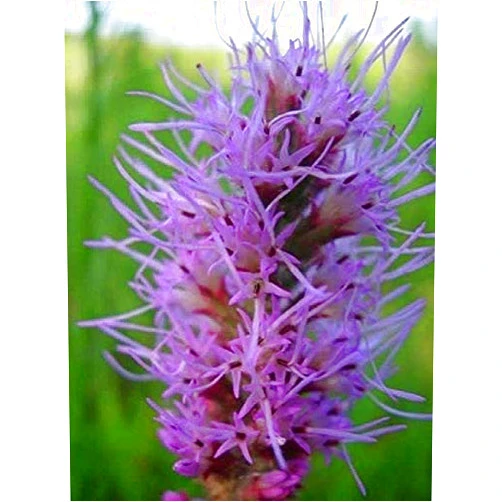 Unknown Marsh Blazing Star Seeds (25+ Seeds)
