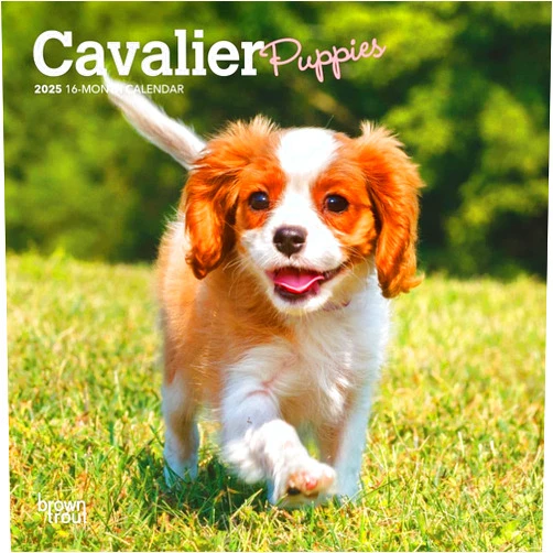 BrownTrout,BrownTrout Publishers Inc Cavalier King Charles Spaniel Puppies | 2025 7 x 14 Inch Monthly Mini Wall Calendar | BrownTrout | Animals Dog Breeds Puppy