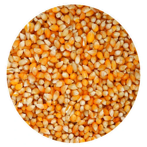 The Hampton Popcorn Company Tiny Kernel Popcorn, 44 Ounce Bulk Bag, Popcorn Kernels For Popcorn Machine, The Hampton Popcorn Company