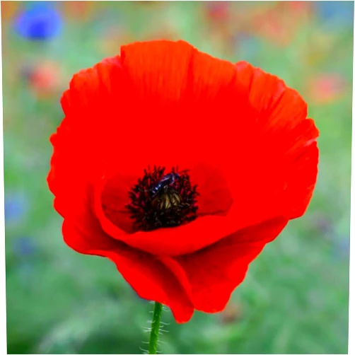 TomorrowSeeds - American Legion Poppy (Red Corn Poppy) Seeds - 1000+ Count - for 2025 Planting Red Corn Poppies Flanders Remembrance Day Drought Tolerant Ornamental Flower Grow Your Own Home Farm