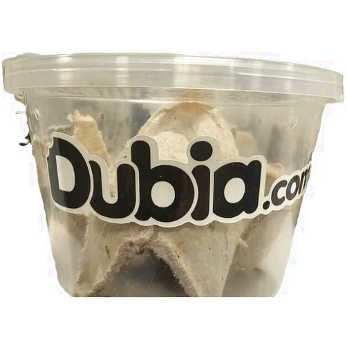 Dubia.com 12 Count Medium Hornworms Live Perfect Caterpillar Food for Bearded Dragons, Geckos, Turtles, Frogs, High Water Content Ensuring Optimal Nutrition & Hydration
