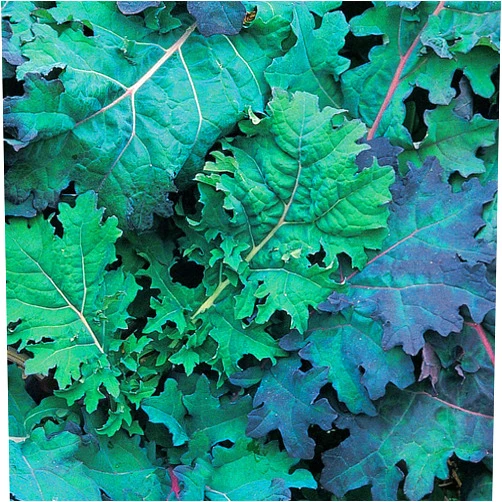 Burpee Red Russian Kale Seeds 500 seeds