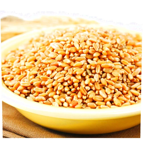 Green Hills Wheat Montana Prairie Gold Hard White Spring Wheat Berries, 25 Lb. Bag