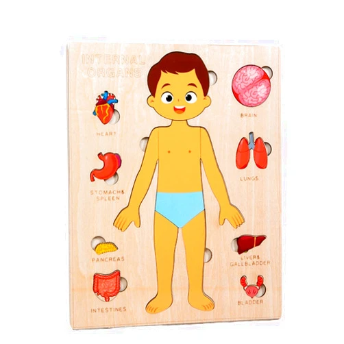 Gudong Montessori Jigsaw Puzzle of Human Structure Kids Human Learning Toy Anatomy Organ Model Anatomy Toy Children Human Organ Education Toys Human Organ Teaching Aids (Boy)