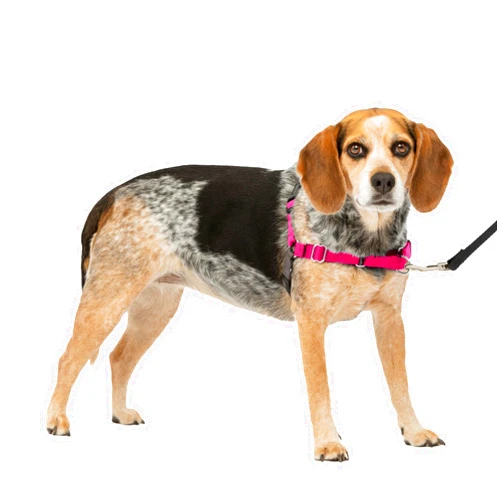 PetSafe Easy Walk No-Pull Dog Harness - The Ultimate Harness to Help Stop Pulling - Take Control & Teach Better Leash Manners - Helps Prevent Pets Pulling on Walks, Small/Medium, Raspberry/Gray