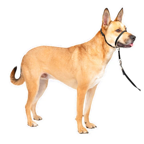 PetSafe Gentle Leader No-Pull Head Collar for Dogs, Dog Head Collar - The Ultimate Solution to Pulling, Padded Nose Loop, Quick-Snap Neck Strap, Dog Halter, Medium - Black