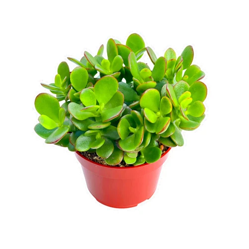 The Succulent Cult Jade Plant 4