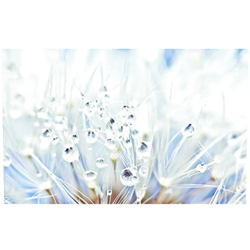 Rupert Gibsona Rupert Gibson Dandelions Droplets Water Drops Morning Dew Macro Photography Nature Nature Poster Canvas Print Poster Wall Art Decoration For Bedroom Living Room (Unframed) Home Decor