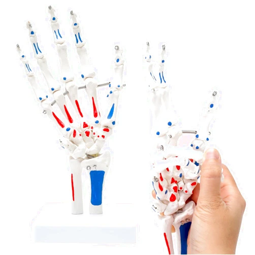 ASINTOD Hand Skeleton Model, Life Size Flexible Detailed Hand Model with Articulated Joints Showing Muscle Origin and End Point, Life-Size Model Showing Ulna and Radius