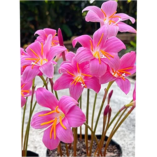 SB Zephyranthes grandiflora 'Pink Rain Lily' Flower 10 Bulbs/Traditional Flowers That Bloom Multiple Times All Summer by The Southern Bulb Company